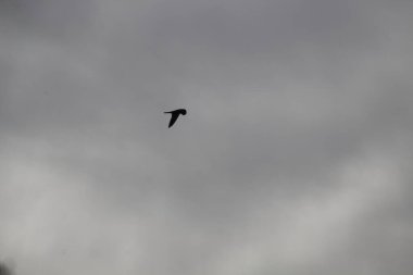 Gökyüzünde martı