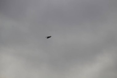 Gökyüzünde martı