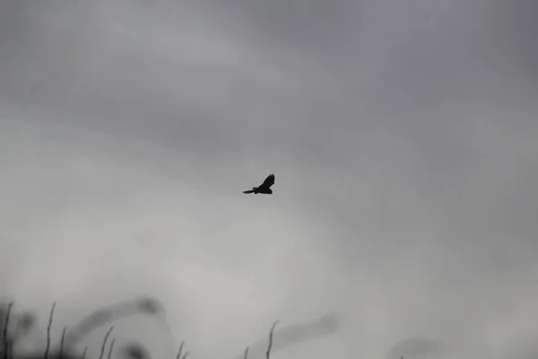 Gaviota Cielo — Foto de Stock