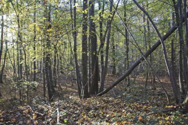 Sonbahar ormanlarında yol