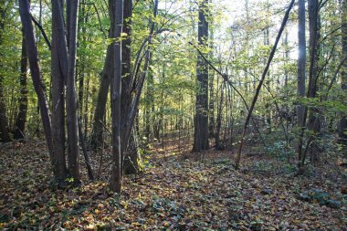 Sonbahar ormanlarında yol