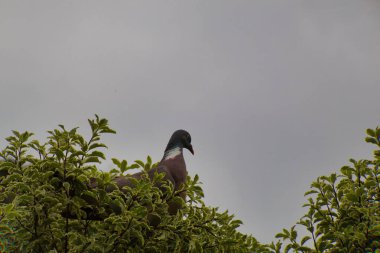 Otların arasında ördek