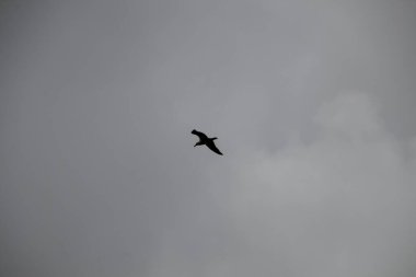 Gökyüzündeki kuş