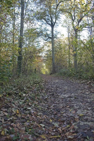 Sentiero Nella Foresta Autunnale — Foto Stock