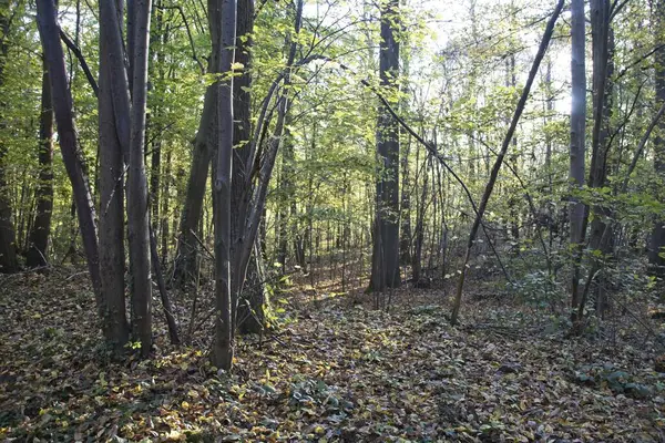 Sonbahar ormanlarında yol