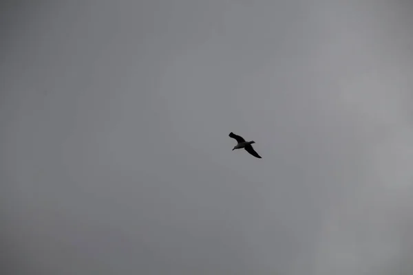 Птица Небе — стоковое фото