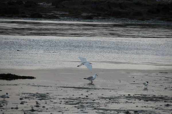 Gaviota Playa — Foto de Stock