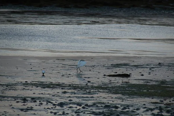 Mouette Sur Plage — Photo