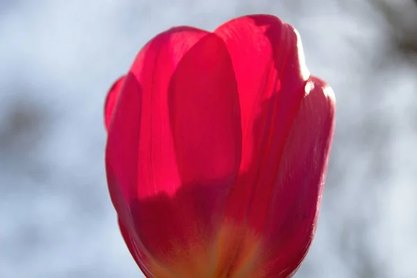 Rote Tulpe Morgen — Stockfoto