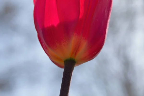 Rote Tulpe Morgen — Stockfoto