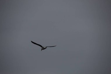 Gökyüzündeki kuş