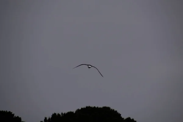 Oiseau Dans Ciel — Photo