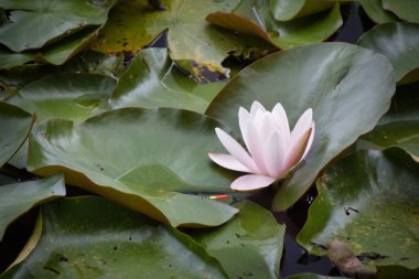 Gölette pembe su zambağı