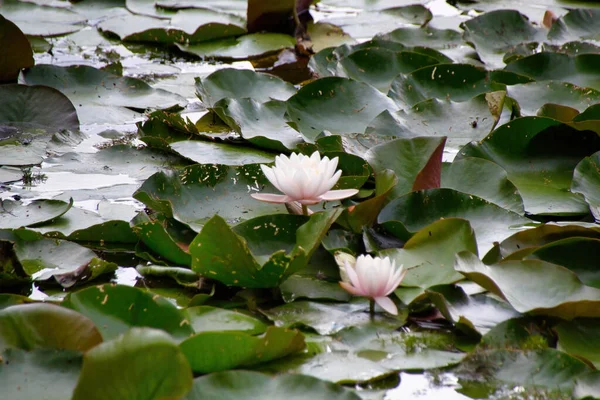 Lys Rose Dans Étang — Photo