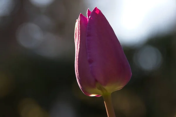 Tutup Dari Tulip Pink — Stok Foto
