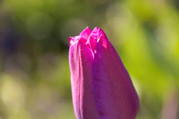 Nahaufnahme Von Rosa Tulpe — Stockfoto