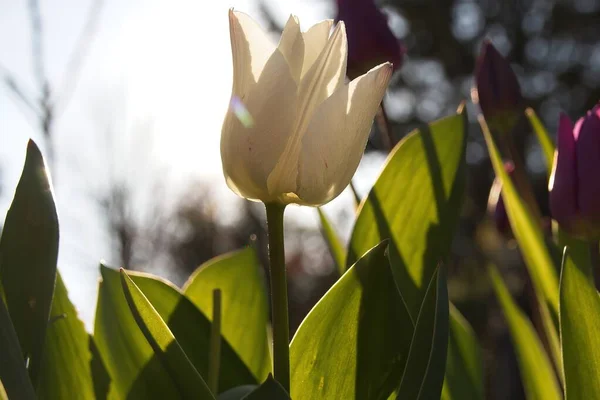 Nahaufnahme Von Rosa Tulpe — Stockfoto