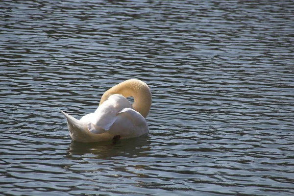 Белый Лебедь Воде — стоковое фото