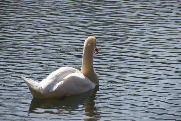 Cisne Branco Água — Fotografia de Stock