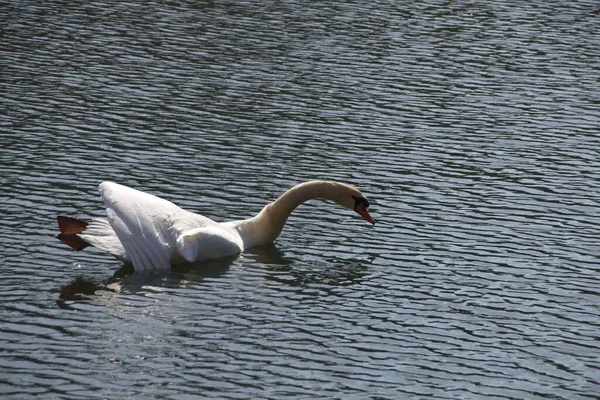 Weißer Schwan Wasser — Stockfoto