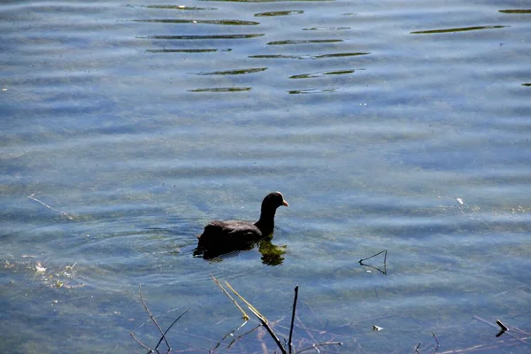 Ente Auf Dem See — Stockfoto