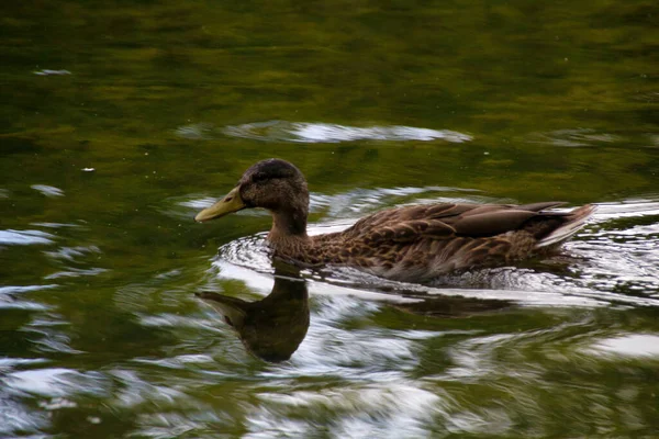 Ente Auf Dem Wasser — Stockfoto