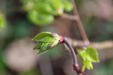 Bir fabrikanın yakınında.