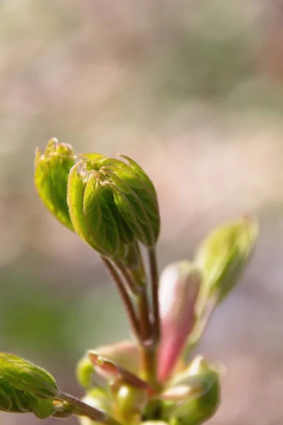 Närbild Anläggning — Stockfoto