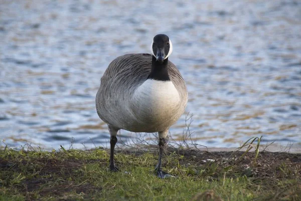 Oca Campagna Sul Lago — Foto Stock