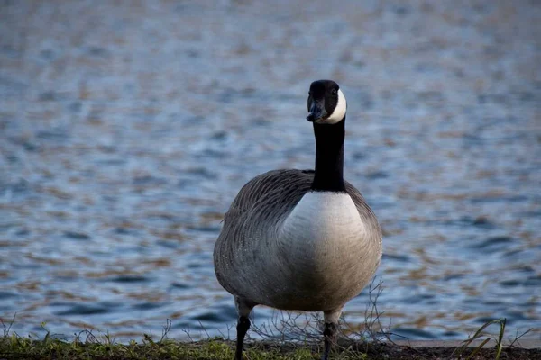 Landgans Het Meer — Stockfoto