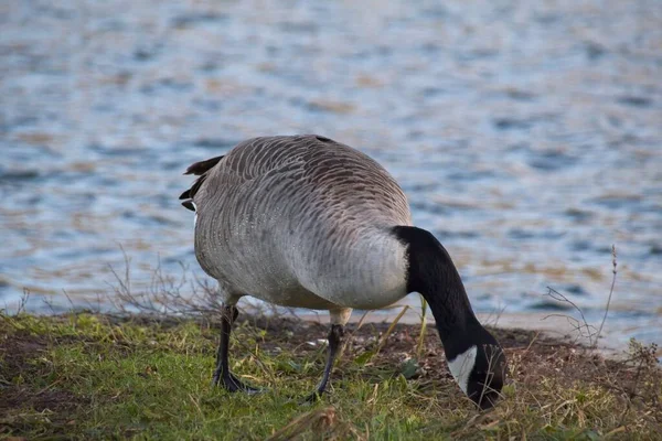 Landgans Auf Dem See — Stockfoto