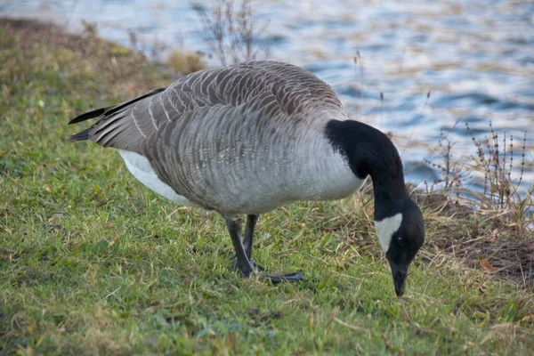 Landgans Auf Dem See — Stockfoto