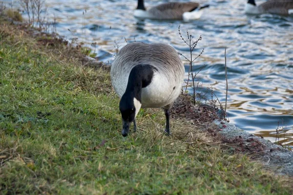 Lantgås Sjön — Stockfoto