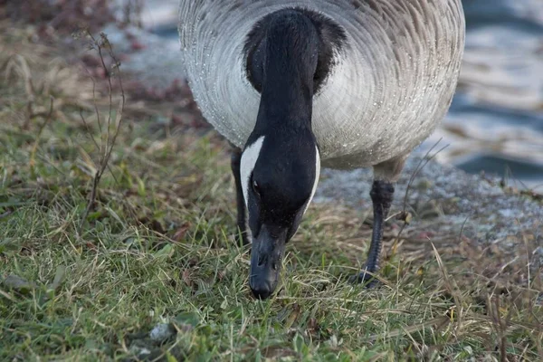 Landgans Auf Dem See — Stockfoto