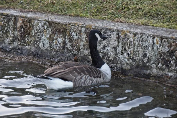 Lantgås Sjön — Stockfoto