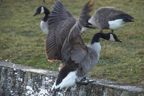 Landgans Auf Dem See — Stockfoto