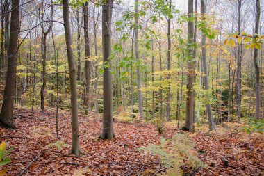 Sonbahar ormanı sabahları