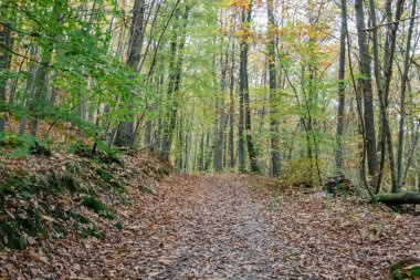 Sonbahar ormanı sabahları