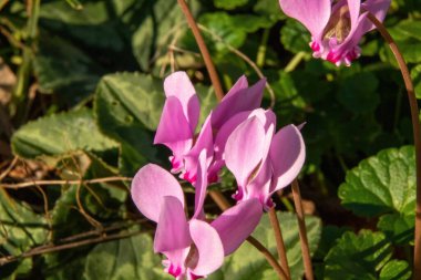 bahar pembe ve beyaz çiçekler