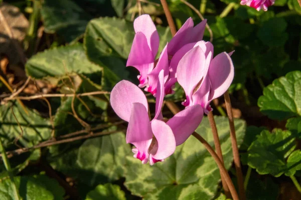 Vår Rosa Och Vita Blommor — Stockfoto