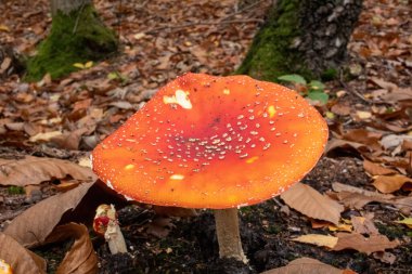 Ormanda tarım mantarı uçur