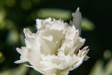 Beyaz bir çiçeğe yaklaş