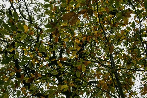 木の上に緑の葉 — ストック写真
