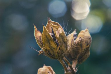 Bir tomurcuğa yaklaş