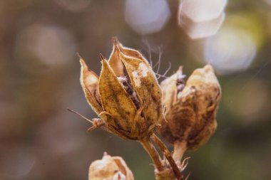 Bir tomurcuğa yaklaş