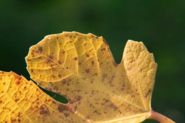 Sonbahar yaprakları yerde.