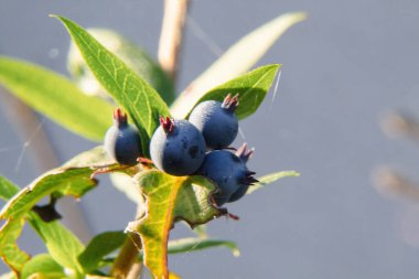 bir dalda yaban mersini