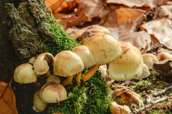 Mushrooms Woods — Stock Photo, Image