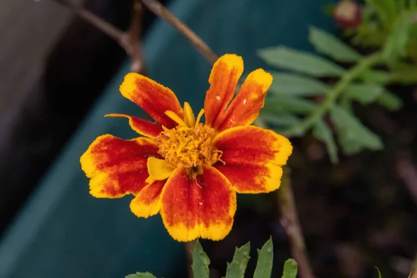 Orange Blume Auf Grünem Hintergrund — Stockfoto