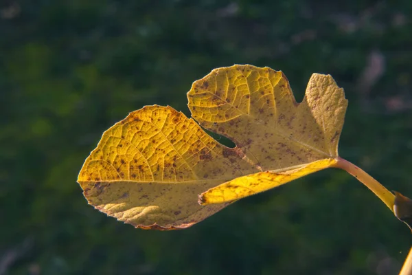 Podzimní Listí Zemi — Stock fotografie